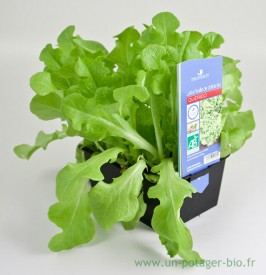 Plants de salades bio